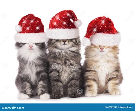 Three Cute Domestic Cats With Santa Hat Stock Photo Image 47687849