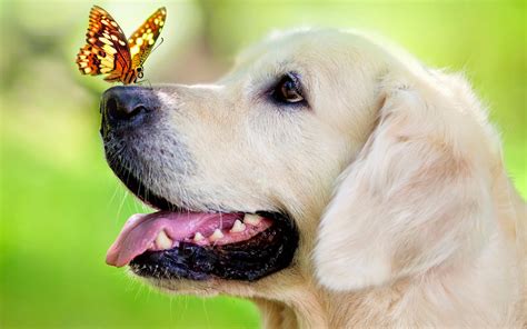 Dog With Butterfly On His Nose Hd Animals Wallpapers