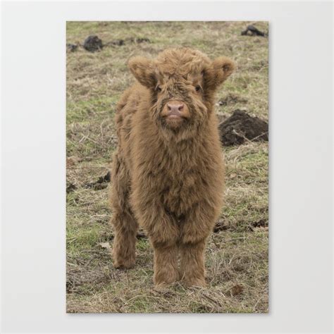 Scottish Highland Baby Cow Canvas Print By Haley Redshaw Society6
