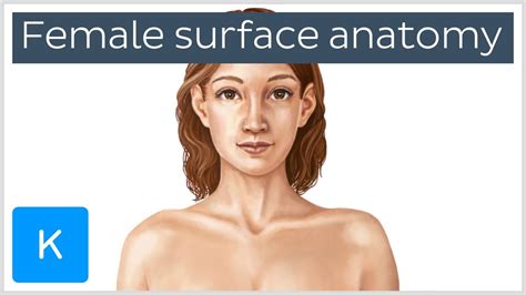 It is certainly the most widely studied structure the world over. Female Body Surface Anatomy (preview) - Human Anatomy ...