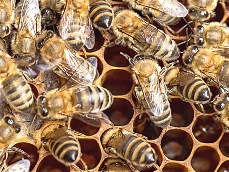 Significance Of Bee Larvae In Honey Bee Colonies Carolina Honeybees