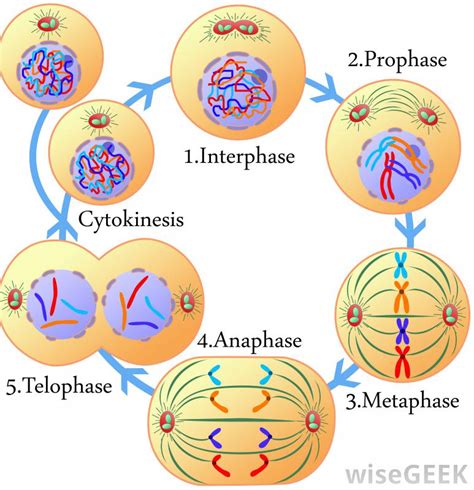 Mitosis Cell Structure Quiz Quizizz