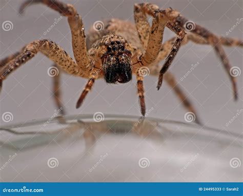 Spider Advancing - Arachnophobia Nightmare Stock Image - Image of