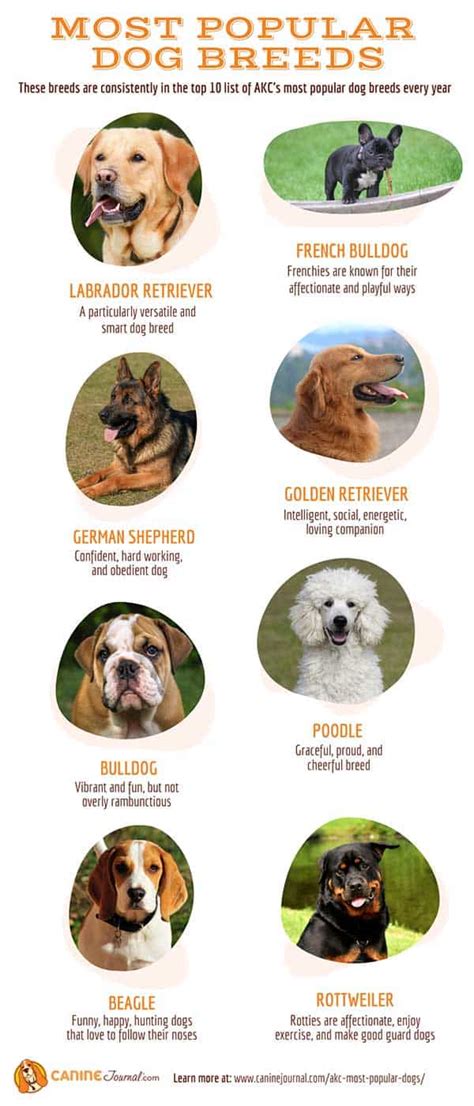 The 5 Most Popular Dog Breeds Reverasite