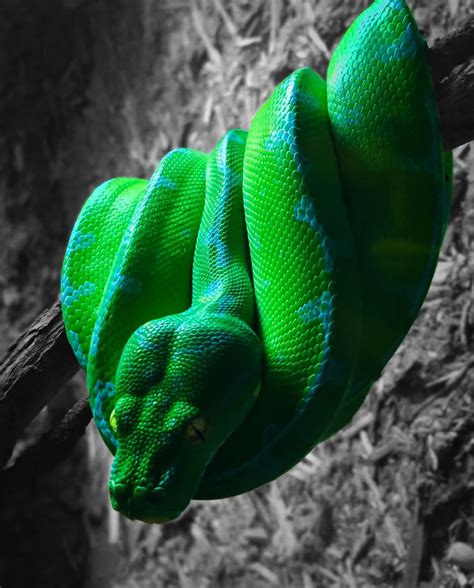Green Tree Python Green Trees Snake Images Green Snake