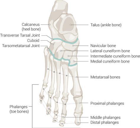 Anatomy Bony Pelvis And Lower Limb Metatarsal Bones Article
