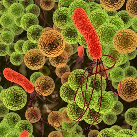 Gut Microbiome Potentially Improved By Statin Therapy