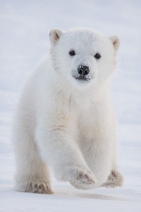 17 Mejores Imágenes De Osos Polares Osos Polares Osos Y Animales