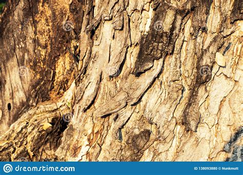 Tree Bark Wood Moss Macro Nature Age Background Stock Photo Image