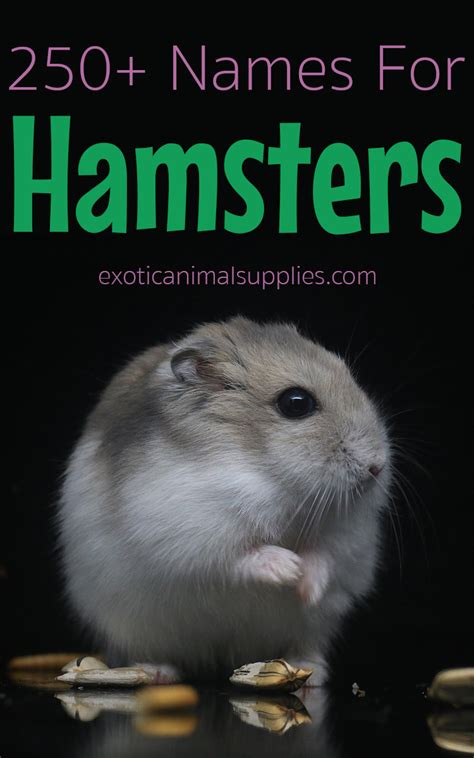 250 Hamster Names For Male And Female Hamsters Exotic Animal Supplies
