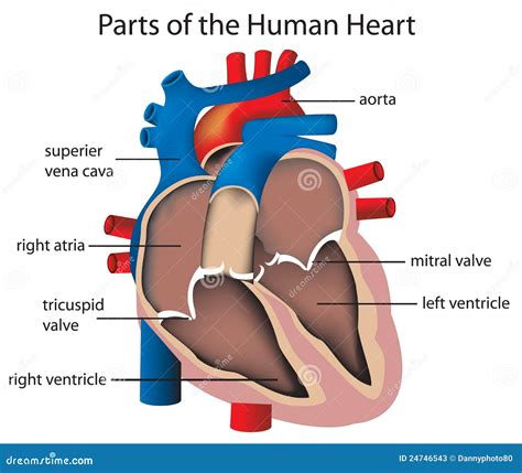 Parts Of The Heart Stock Illustration Illustration Of Cardiovascular