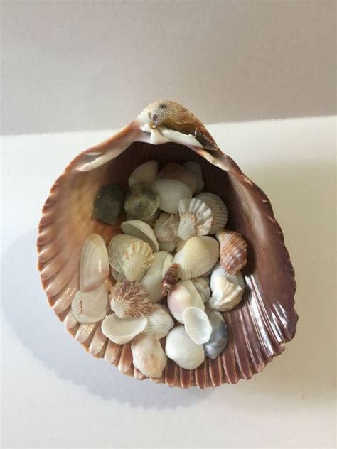 Small Seashells Craft Sea Shells Craft Shells Craft