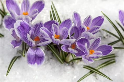 Top 8 Winter Hardy Flowers Grow These Blooms In Cold Zones
