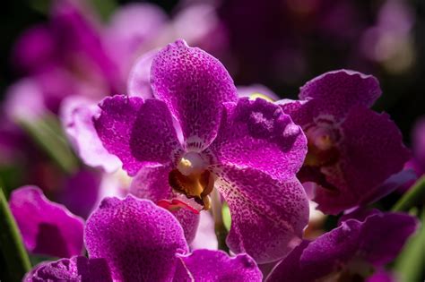 Orquídeas Flores Moradas Foto Gratis En Pixabay Pixabay