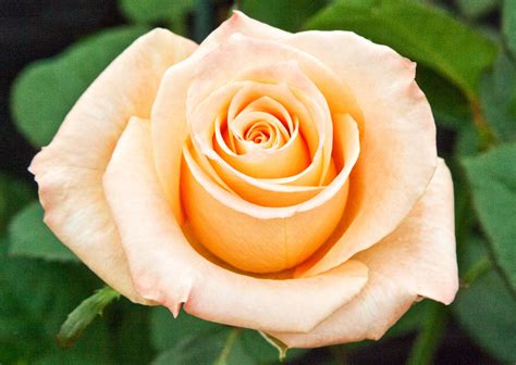Beautiful Peach Rose 10528 Peach Roses Rose Plants