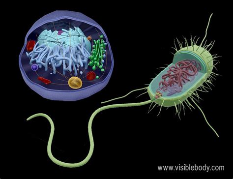 Plant, animal and bacterial cells have smaller components each with a specific function. Prokaryotes vs. Eukaryotes