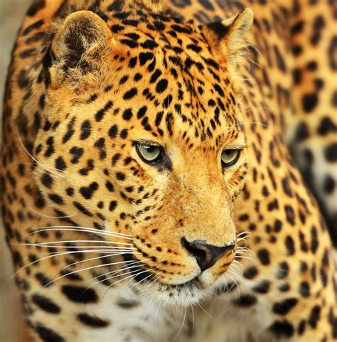 猎豹图片 非洲野生猎豹素材 高清图片 摄影照片 寻图免费打包下载