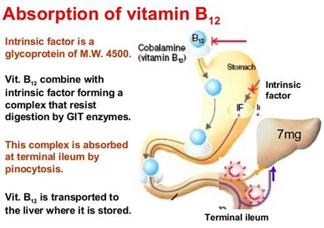 Older addults require 2.4 micrograms or mcg of vitamin b12 daily, notes the linus pauling institute. Vitamin B12 - Foods, Supplements, Deficiency, Benefits ...