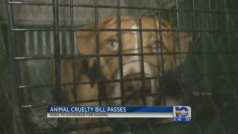 Animal Cruelty Bill To Be Signed Into Law Youtube