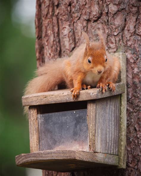 The red squirrel will make its way into the spaces of your home such the attic in the winter, more than any other time as this is the time they seek refuge from the cold. Eurasian Red Squirrel - IMG_7082 - Edited | The Eurasian ...