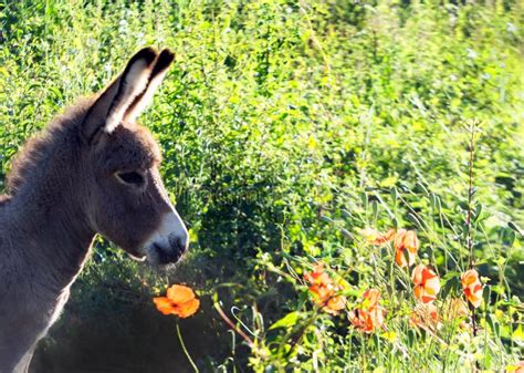 Young Donkey Stock Image Image Of Outdoor Rural Countryside 60850787