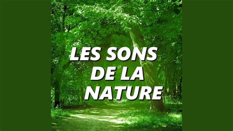 Sons De La Nature Youtube