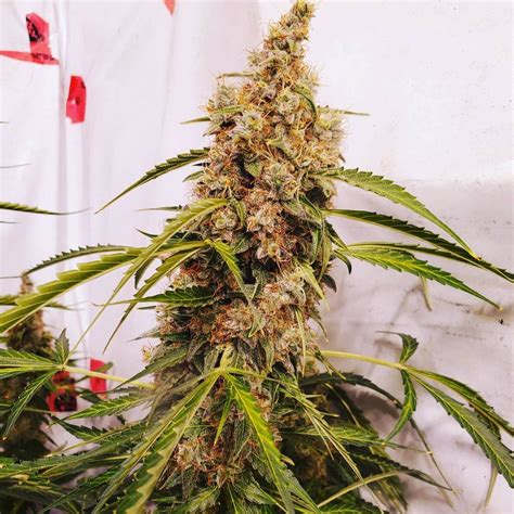 Auto Og Kush Strain Info Auto Og Kush Weed By Quebec Cannabis Seeds