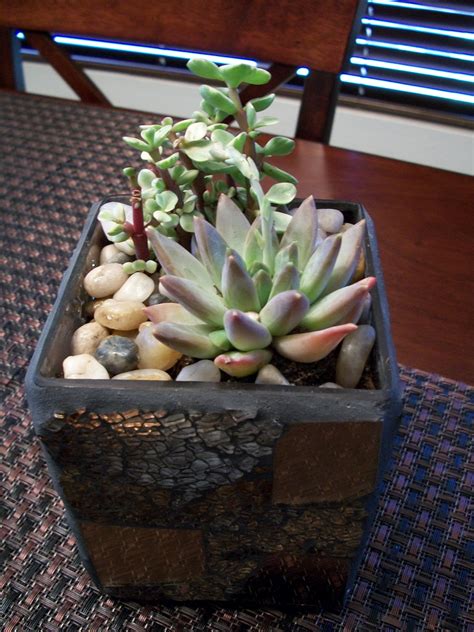 Do some research on cactus to see what type you would like to include and take that list with you to see if they will be good for your area so that you know have added compost, peat moss, purchased bags of garden soil to my garden soil and preen and other fertilizers. MS JESS: mini cactus garden