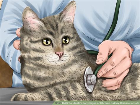 When it's chronic, there's no cure. How to Identify Early Signs of Chronic Kidney Disease in Cats