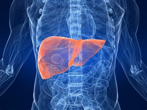 Liver Regenerated With Cell Transplant Gowing Life