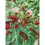Roselle The Florida Cranberry  UF/IFAS Extension Monroe County