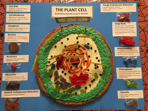 Animal Cell Diagram 6th Grade