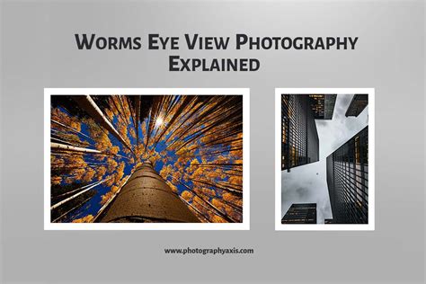 Worms Eye View Photography How What Tips Photographyaxis