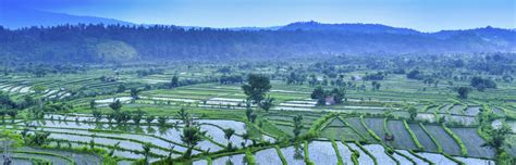 In agroforestry systems there are both ecological and economical interactions between the different components. Agroforestry Systems Practicals