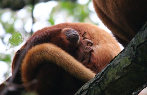 Yorkshire Wildlife Park Celebrates Birth Of Rare Red Howler Monkey