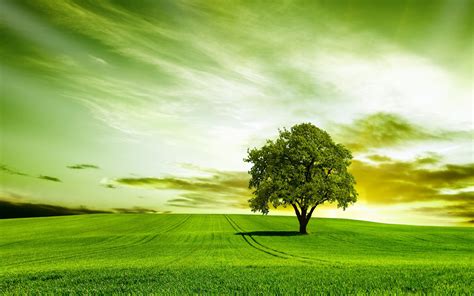 Green Tree Nature Sky Wallpaper 2560x1600 454898
