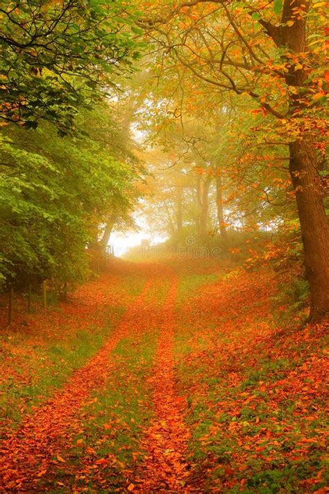 Woodland Path In Autumn Stock Images Image 27271004