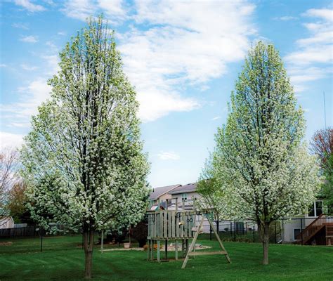 Redspire Flowering Pear Tree Bare Root 3 T To 4 Ft Tall Online