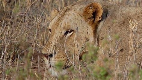 Los psicópatas leones de tsavo. La Verdadera Historia de los Leones de Tsavo