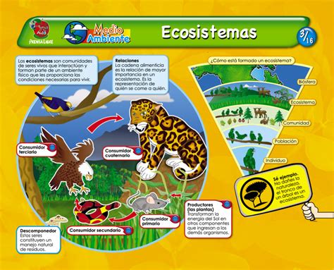 Lamina De Un Ecosistema Ciencias Naturales En San Cucao