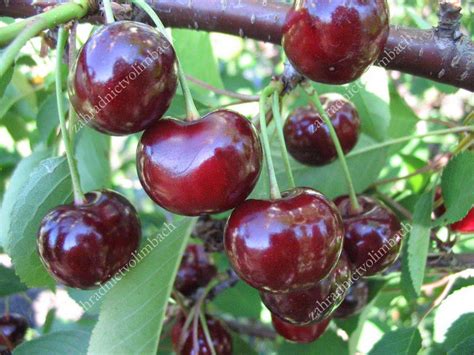 Sweet Cherry X Sour Cherry Hybrid Vstrecha