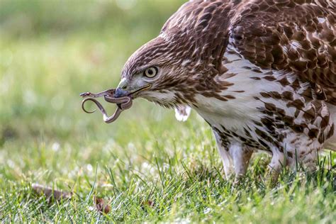 How Often Does A Red Tailed Hawk Eat Katynel