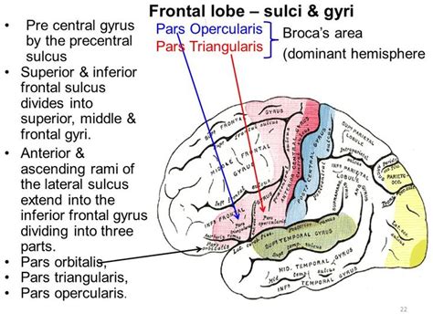 Pin By Angie Wiltse On Neuroanatomy Brocas Area Frontal Lobe Frontal