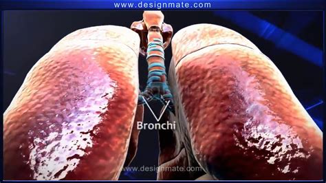 Respiratory System Youtube