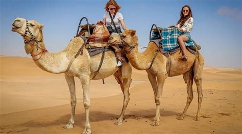 Camel Ride In Dubai Must Try This Experience
