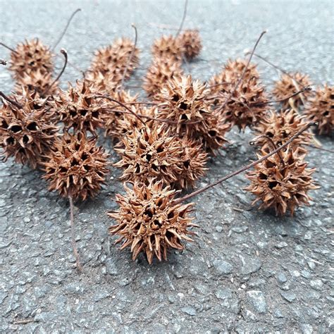 25 Natural Sweetgum Balls Spiky Balls Crafts Centerpiece Decoration