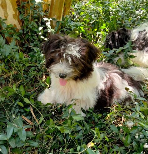 Havanese Hills - Havanese Puppies for Sale in Stanardsville, VA | AKC