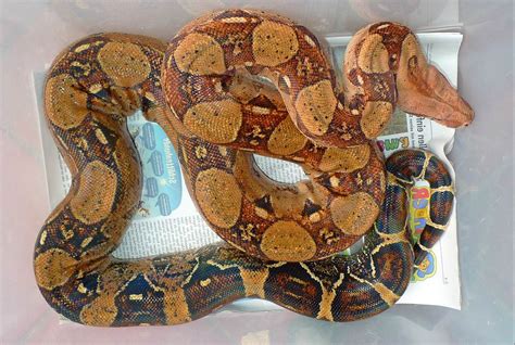 Check spelling or type a new query. Boa constrictor imperator Columbia Hyperpastell | Stöckl ...