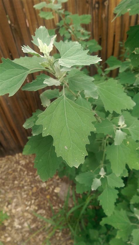 Tall Broad Leaf Weed Help Identify Gardening