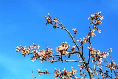 무료 이미지 아몬드 나무 봄 자연 싹 분기 작은 가지 꽃 피는 식물 하늘 식물 줄기 5760x3840